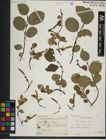 Foto von Salix herbacea L. x Salix lanata L.
